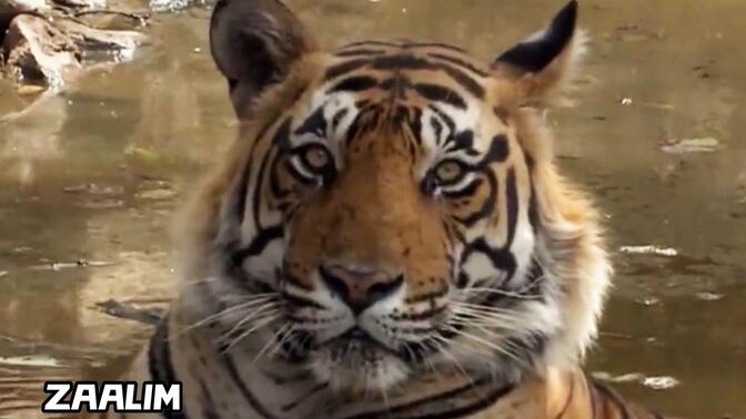 男妈妈萨林:关于带崽,你有什么想问的吗?