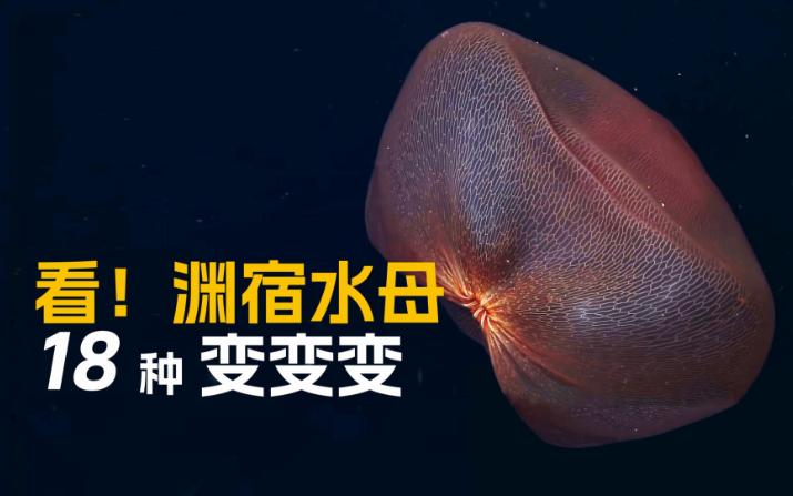 渊宿水母探秘:认识神秘而罕见的深海生物和它的变形魅力