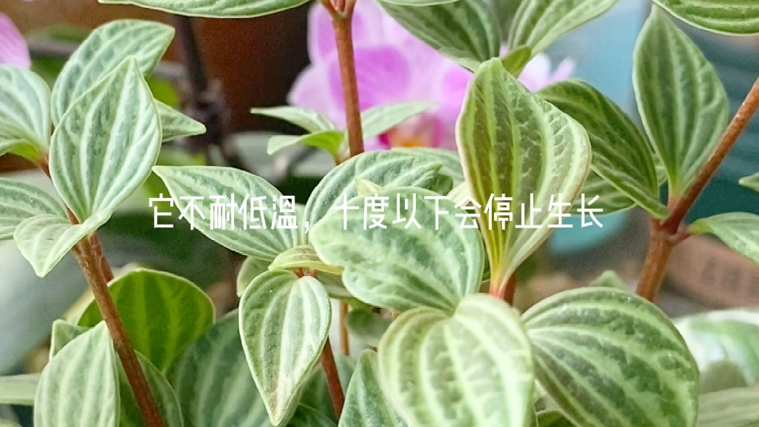 室内好养的观叶植物——轮叶豆瓣绿哔哩哔哩bilibili