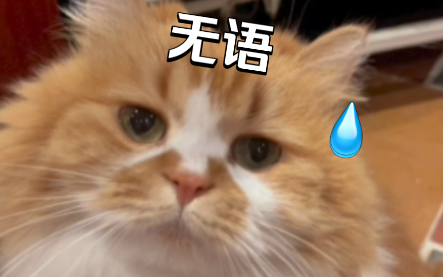 猫:对一些没有眼力见的人无语了