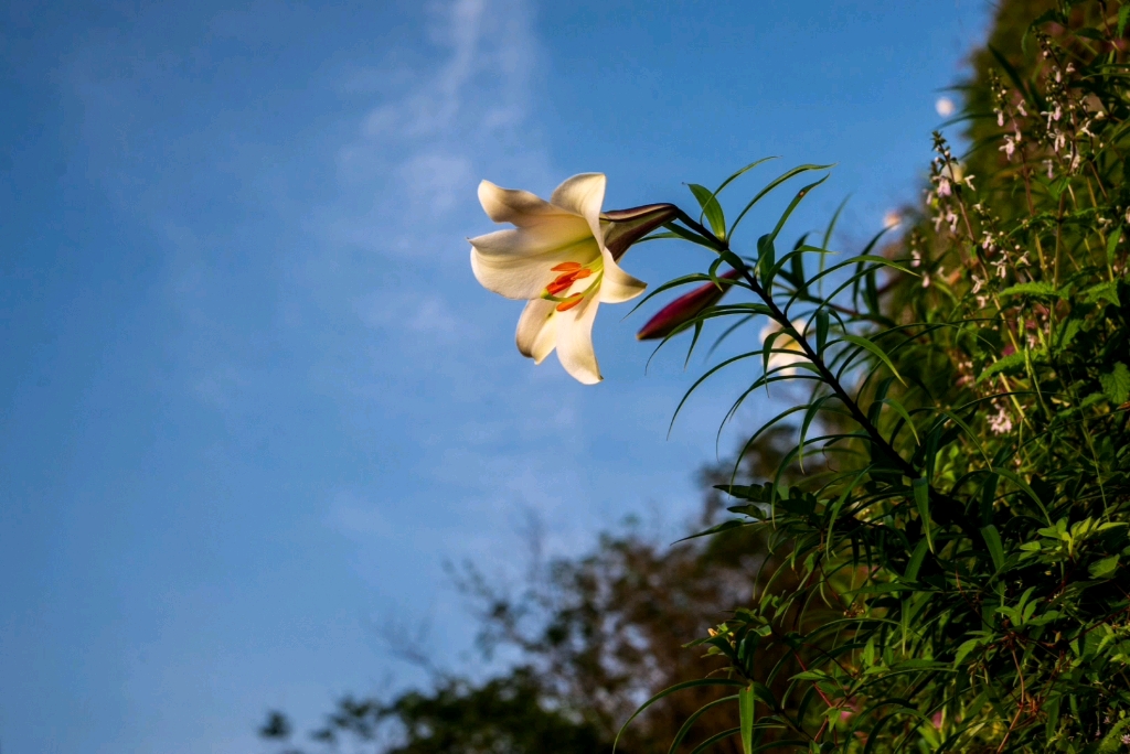 林清玄悬崖上的百合花图片