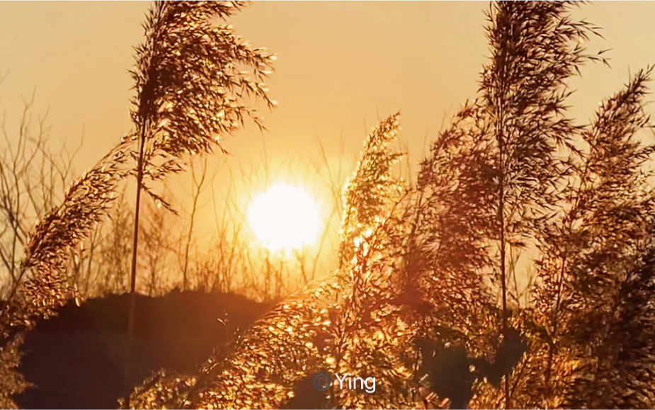 [图]夕阳下的芦苇荡