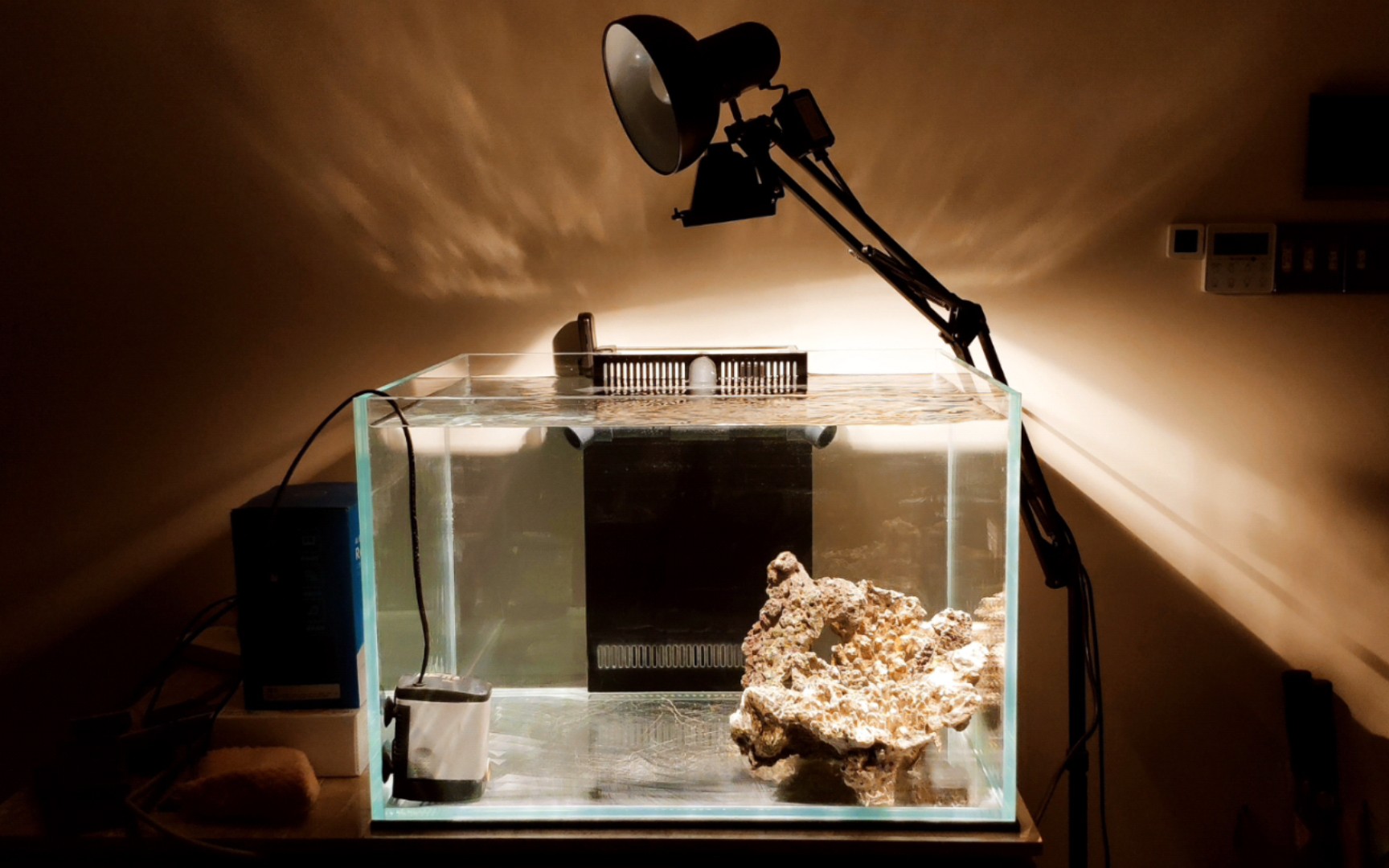 海缸造景到了爆藻走起