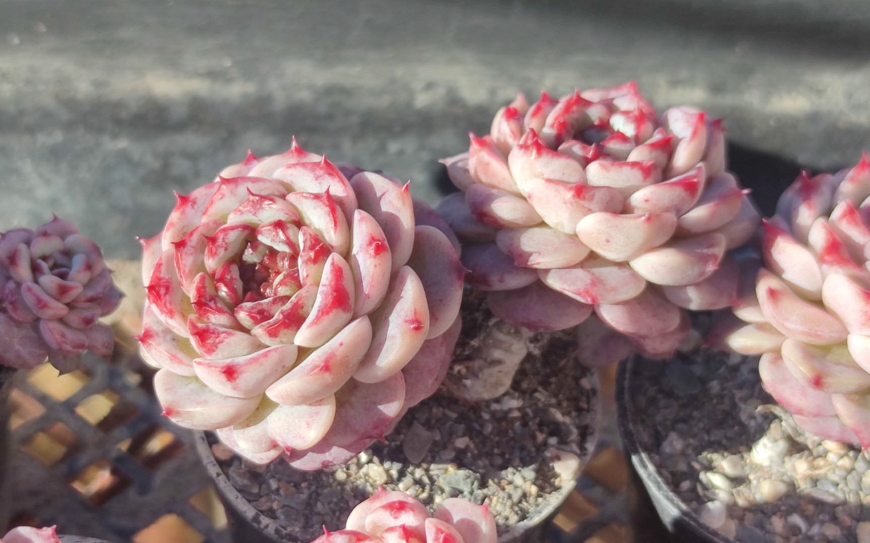 好养又皮实的天鹅绒多肉,随便养随便活的品种,对新手不是一般的友好