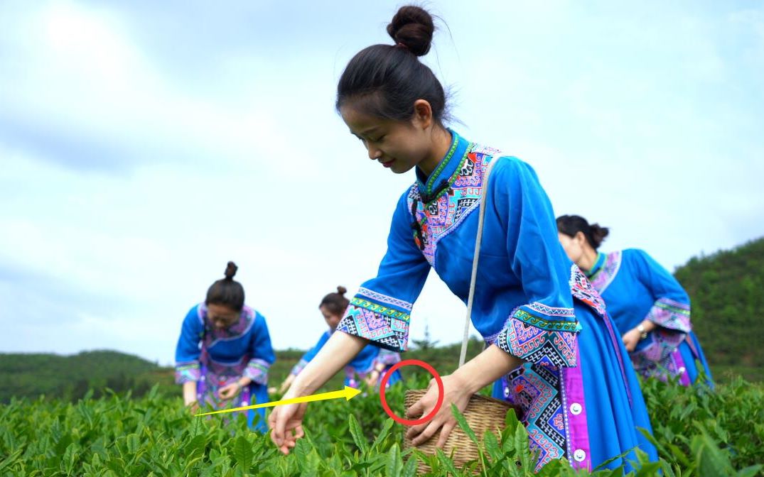 [图]实拍：贵州大山里的采茶妹，配上刘三姐这首歌让人陶醉