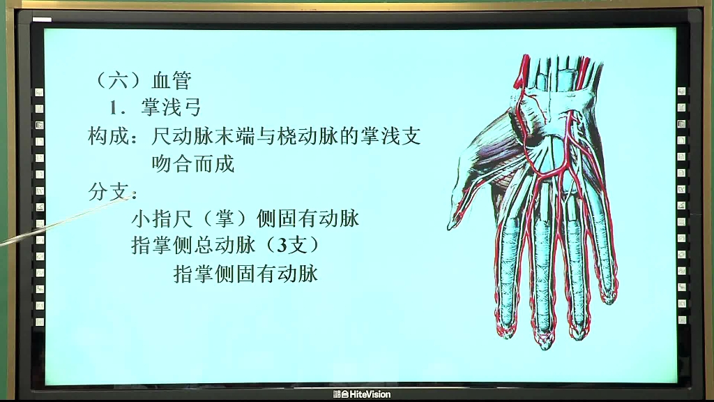 [图]【局部解剖学】刘绍壮(上肢2)