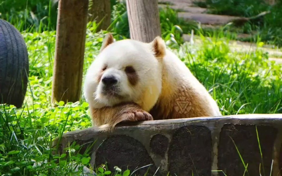 巧克力七仔一组美图,太帅气太喜欢了!