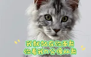 Download Video: 缅因猫几个月跟11个月的反差对比，纯种缅因猫就是这样的，小时候非专业狠难辨别是不是纯种，长大的纯种与否差距是很大的。我就站在你面前你看我几分像从前