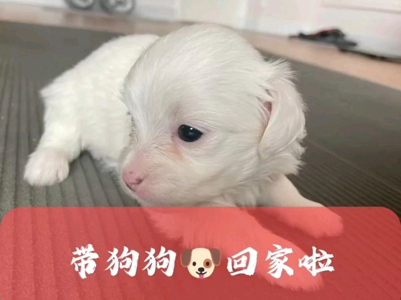 带狗狗回家啦,好开心呀哔哩哔哩bilibili