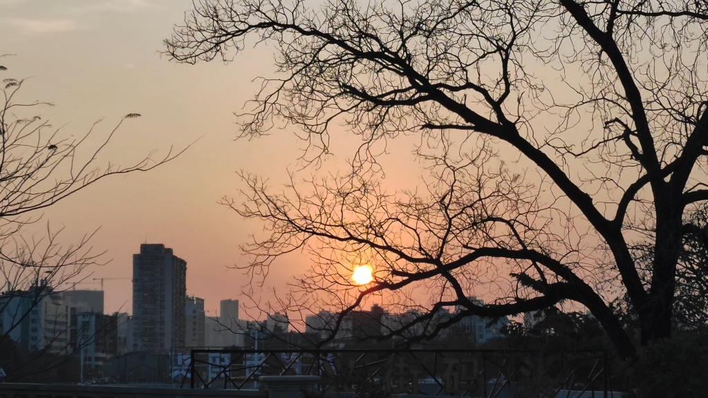 夕阳西下 枯藤老树