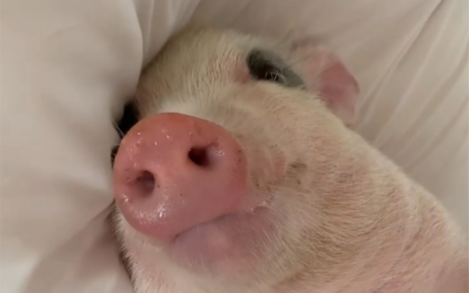 一只猪躺着的表情包图片