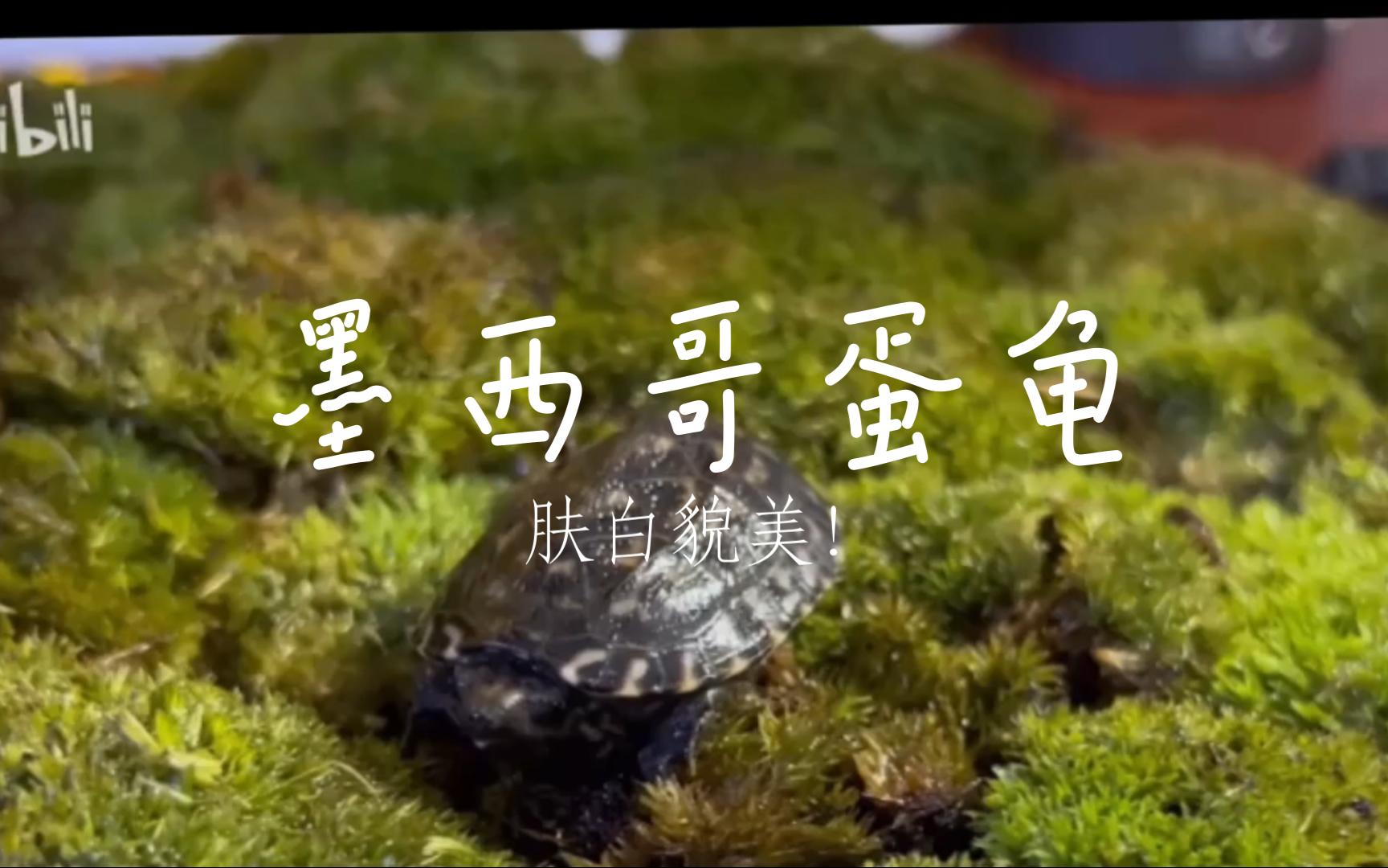 【墨西哥蛋龟】我们是最炫目的龟龟!最大的动胸龟种类介绍