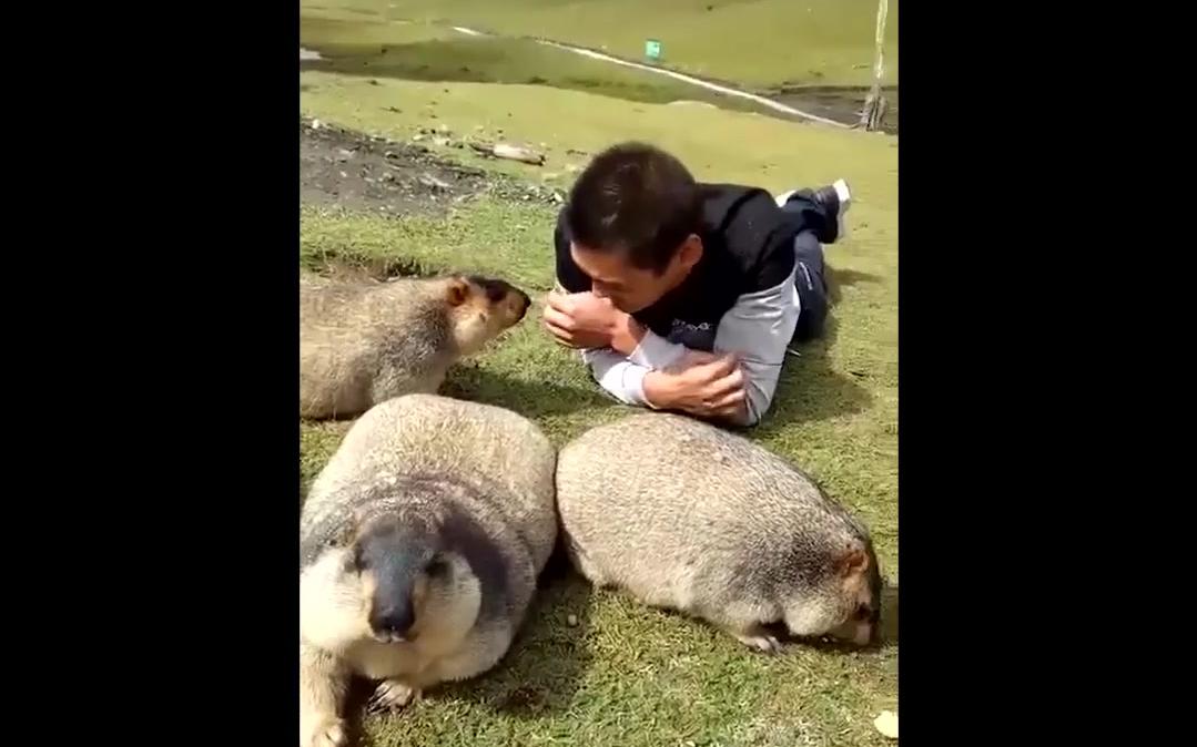 [图]又在骗我养土拨猪~