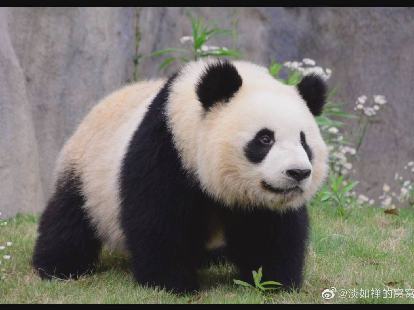 【大熊猫雪宝】花样美童熊