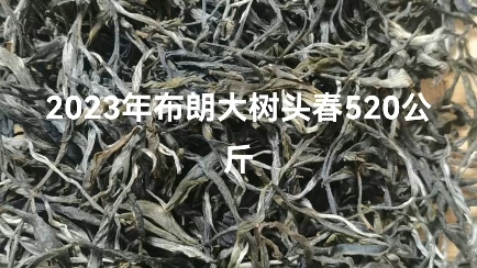 布朗大树茶哔哩哔哩bilibili