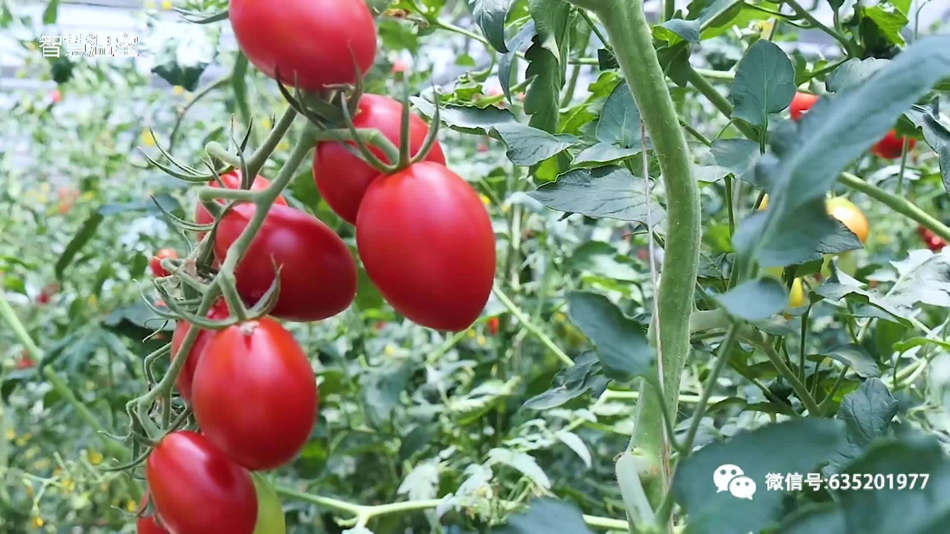 连栋温室番茄工厂化生产植株精细化管理技术哔哩哔哩bilibili