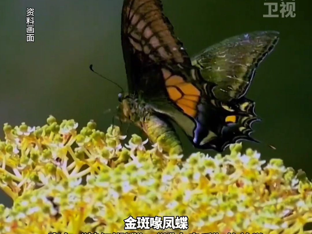 "蝶中皇后"金斑喙凤蝶蛹态现身井冈山,系江西首次发现!