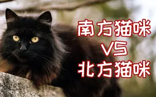 Download Video: 南方猫咪和北方猫咪居然这么大差异？！