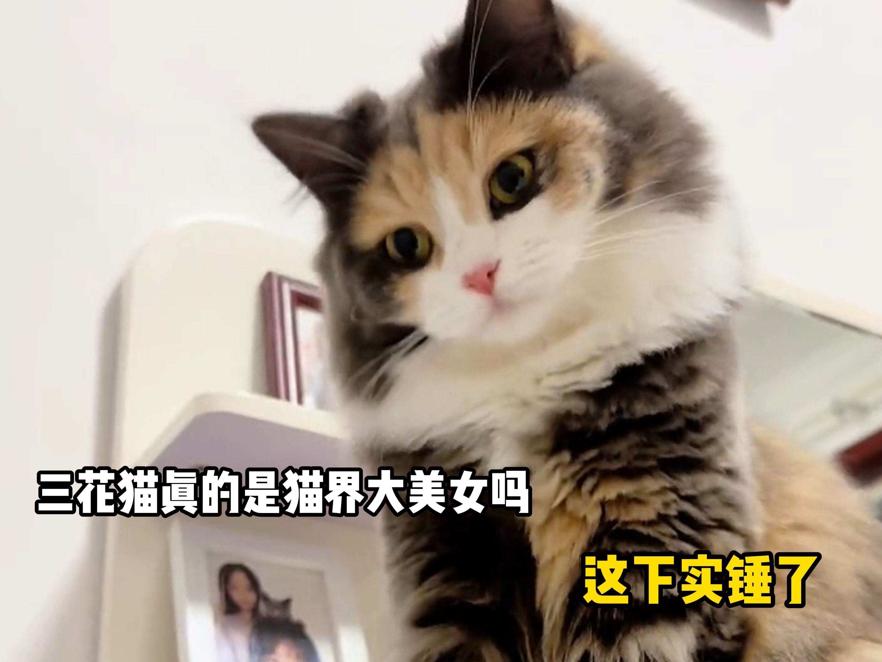 三花猫真是猫界大美女吗?这下实锤了哔哩哔哩bilibili