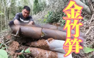 Descargar video: 上山挖金竹笋烘干笋，结果被人捷足先登，希望又被打破了！