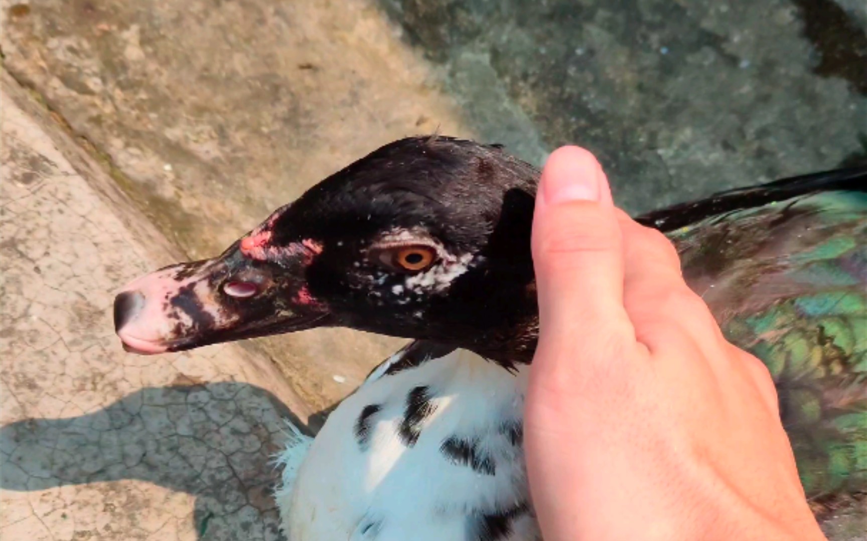 布狼牙是你吗?你怎么变成黑色的了?(滑稽)