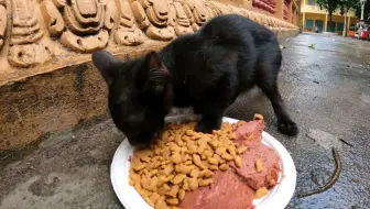 喂小流浪猫