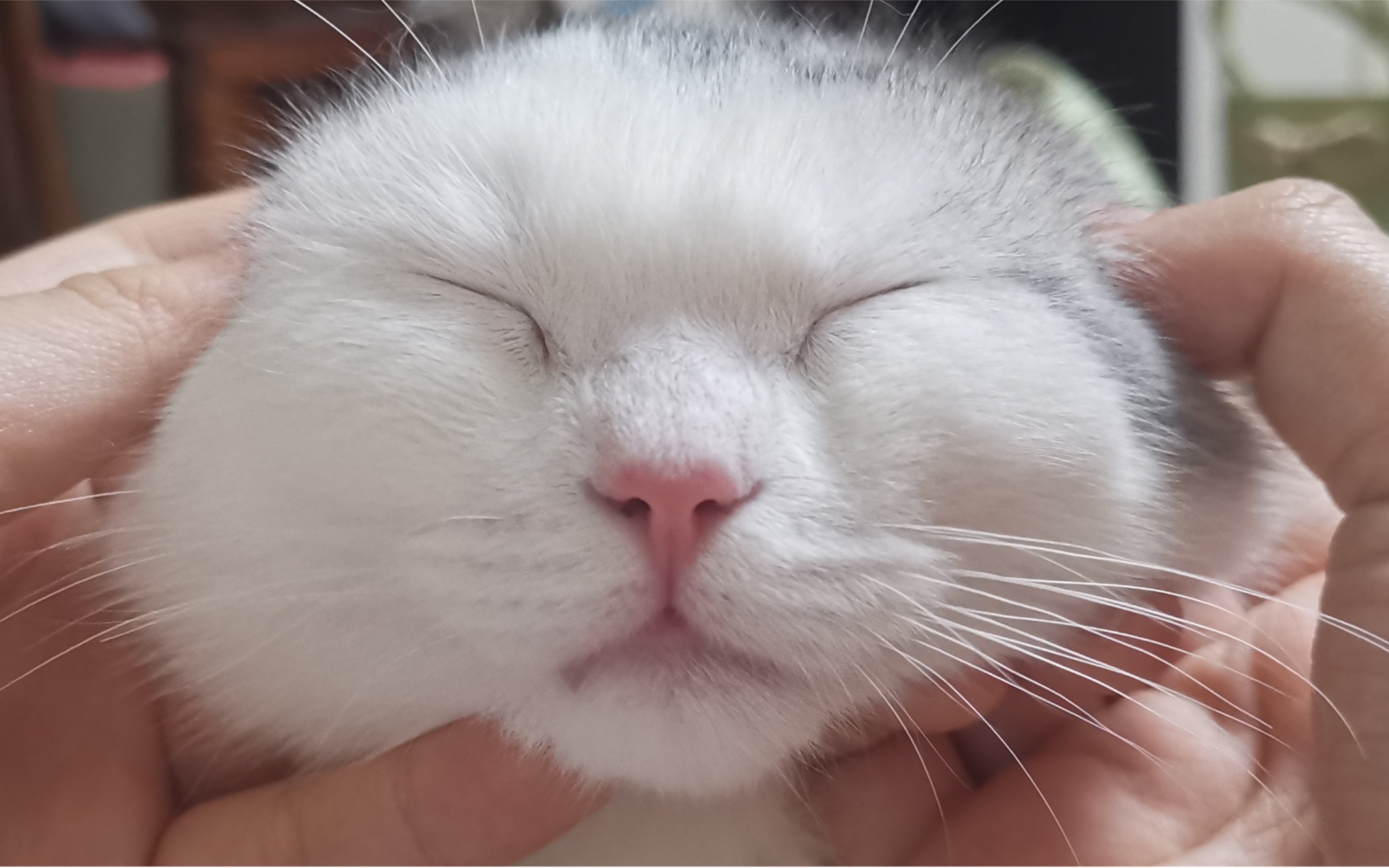 小猫咪豆包的一天日常