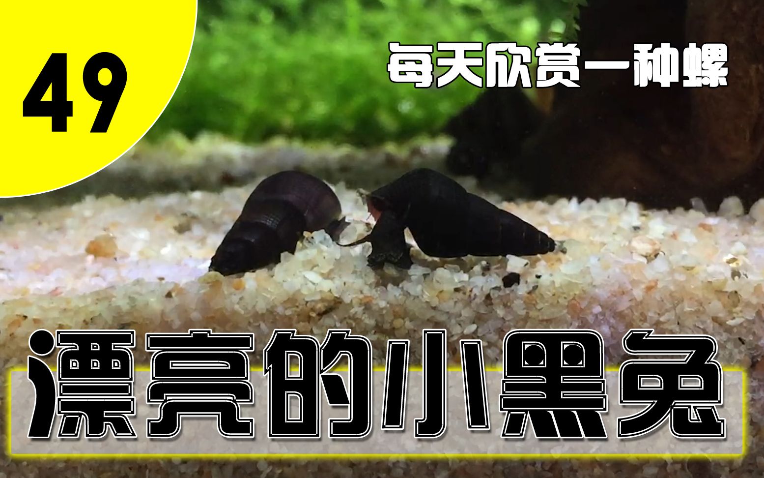 【每天欣赏一种螺49】纯色黑兔螺:螺壳都是纯黑的,像绸缎黑亮