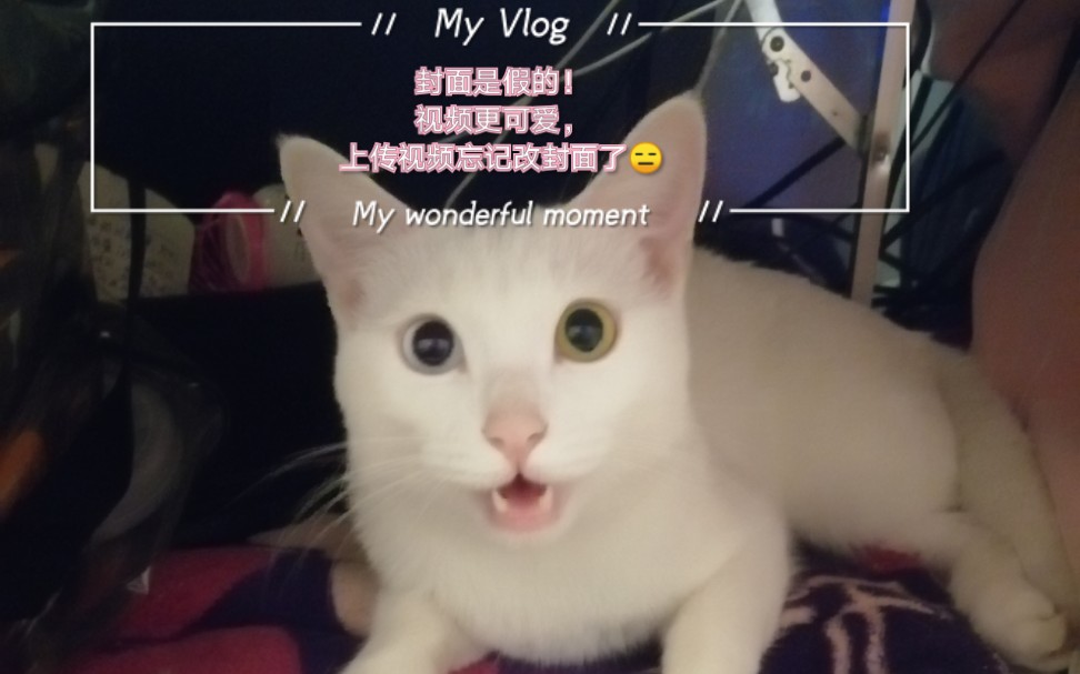 当给猫咪舔毛配音,猫咪旺旺这表情真是绝了!哈哈哈哔哩哔哩bilibili