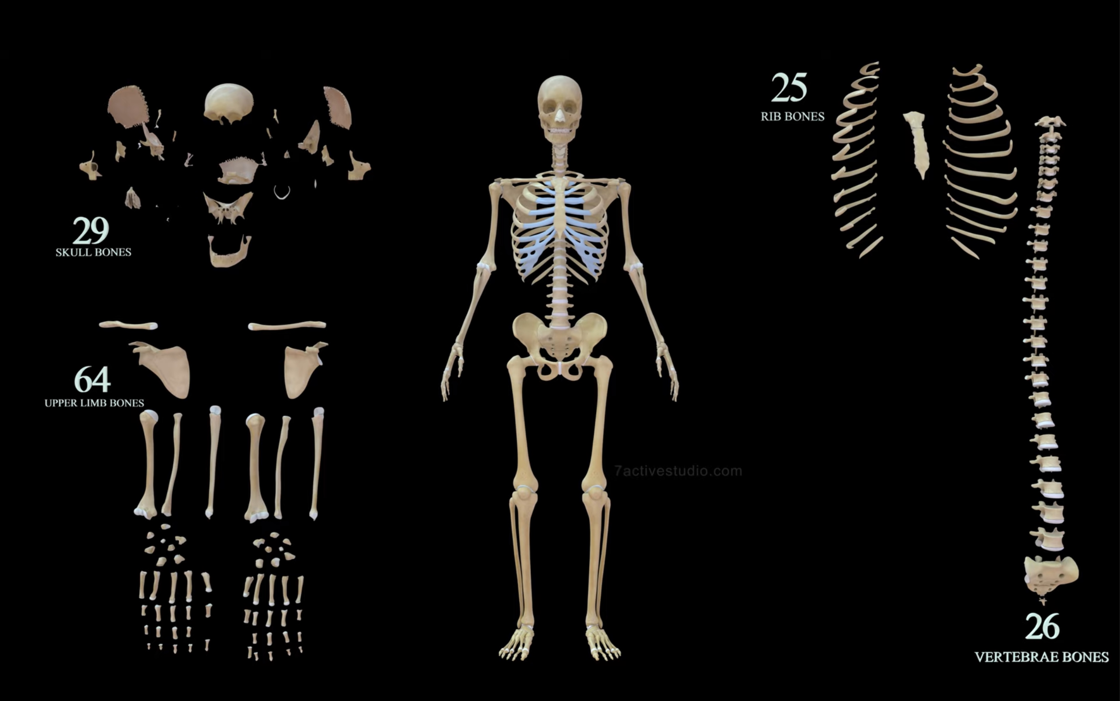 [图]【人体结构】人体各部位的骨骼名称、数量全分解！
