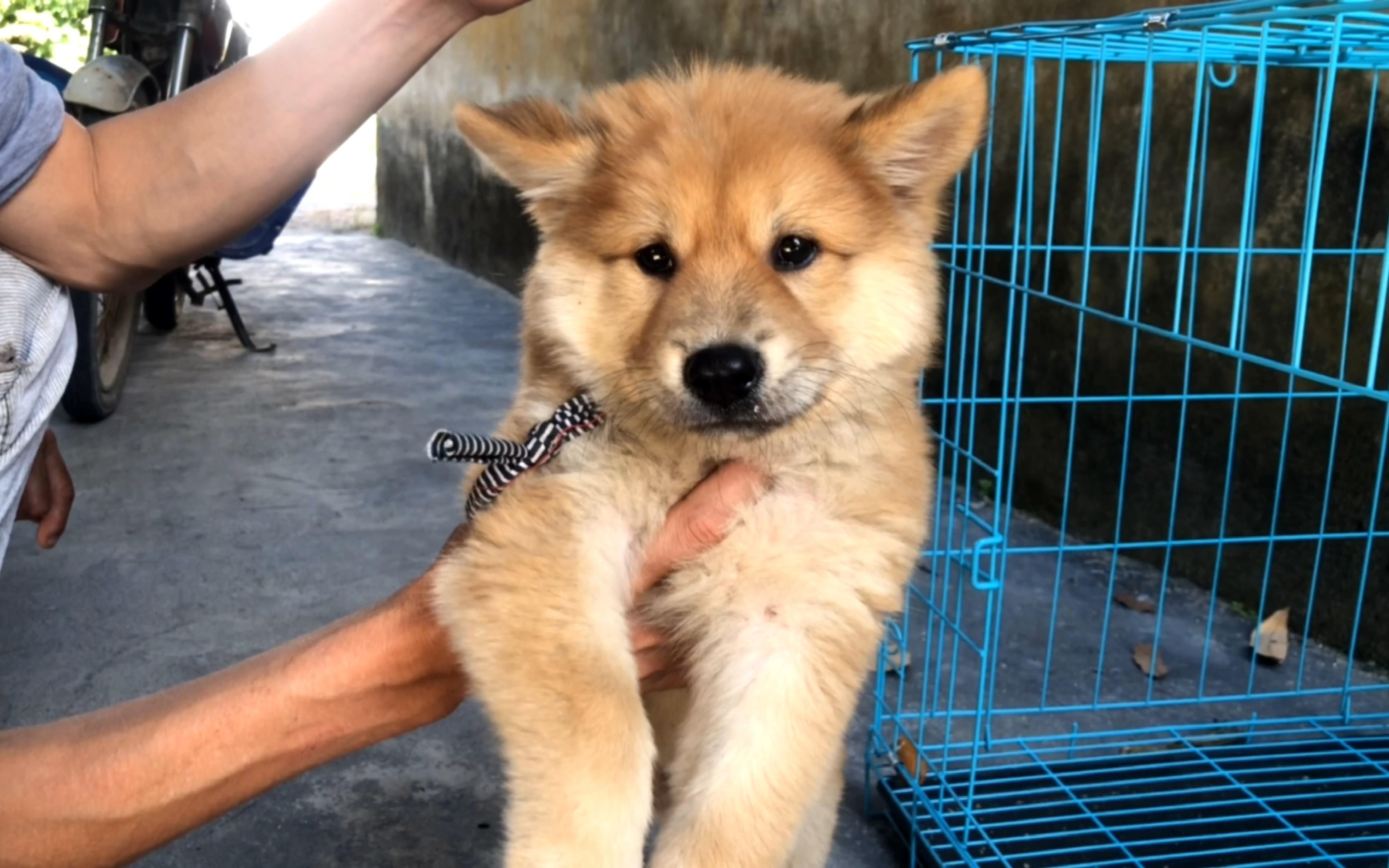 从朋友家带回少见的煞面黄土松,胆大性格稳忠主人,好狗一目了然