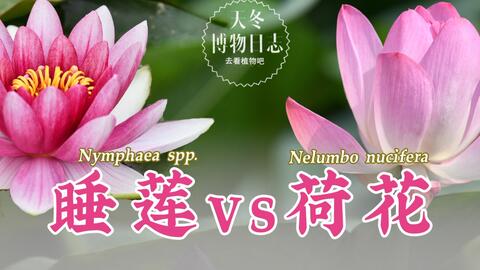 荷花 睡莲 有啥不一样 天冬博物日志 去看植物吧 哔哩哔哩