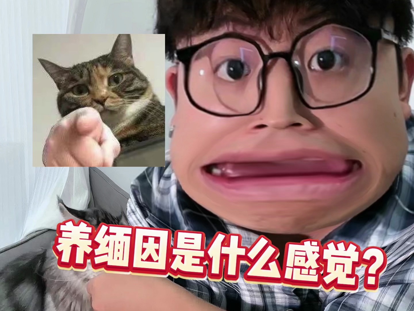 缅因猫好养吗?哔哩哔哩bilibili