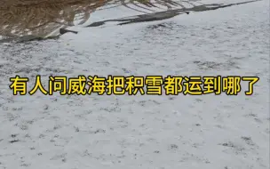 Download Video: 威海把雪都喂海了