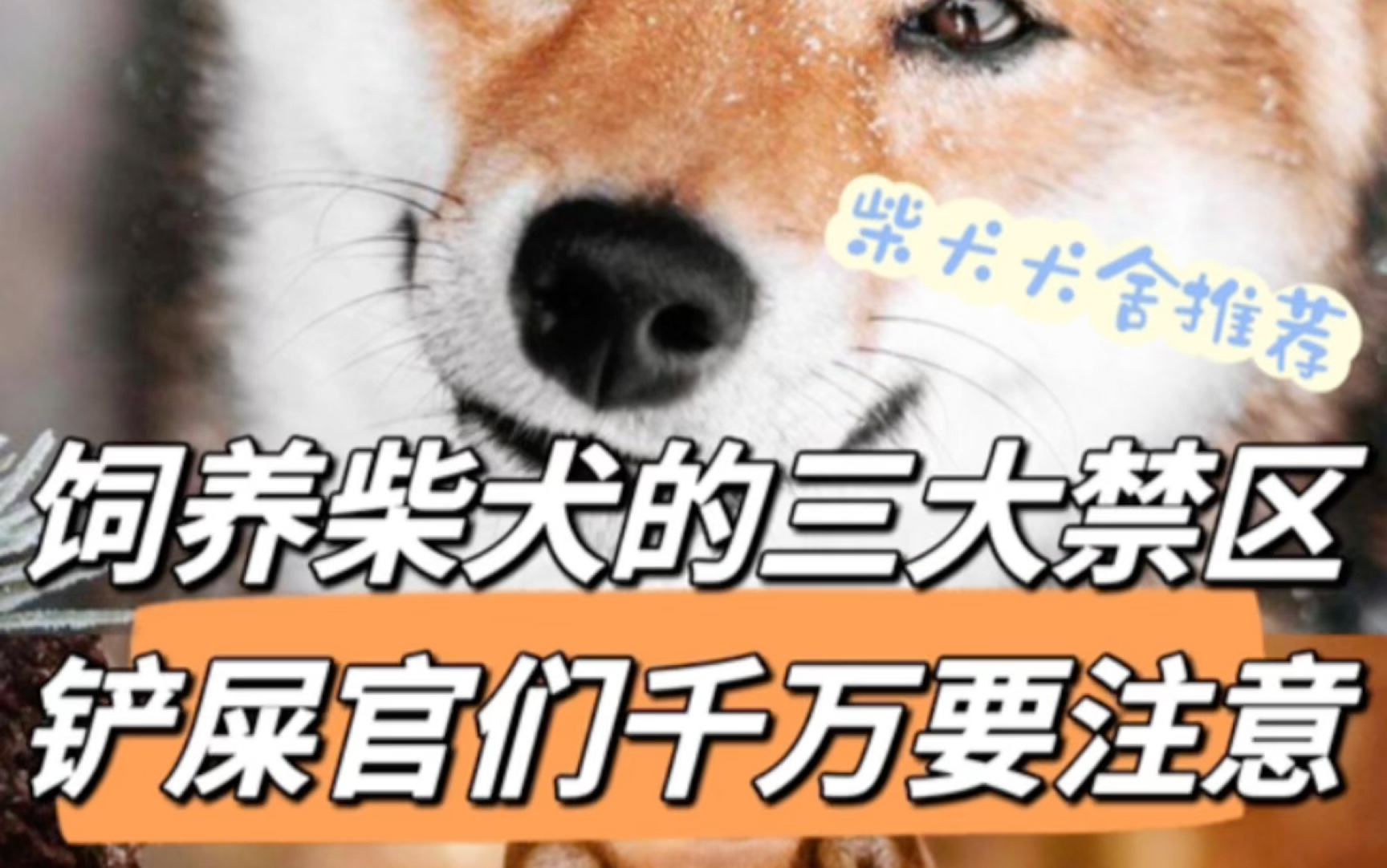 [图]饲养柴犬的三大禁区铲屎官们千万要注意