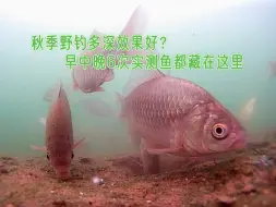 Descargar video: 秋季野钓多深效果好？水下早中晚6次实测对比，想爆护选在这里