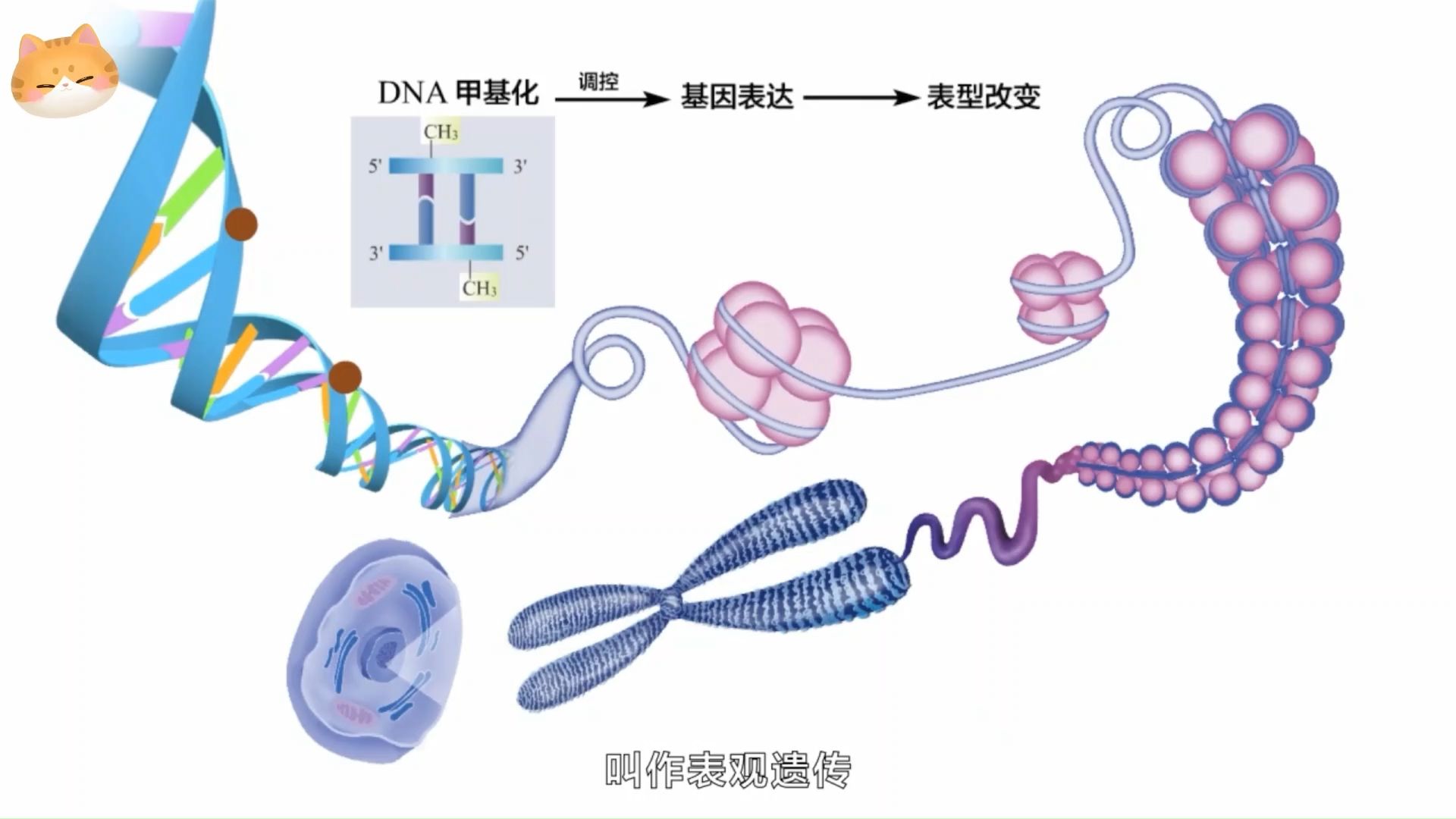 【2025高中生物一轮复习】29讲3中心法则 基因表达与性状 表观遗传学 新高考创新设计全国通用新教材新课标网课必修一必修二选择性必修123哔哩哔哩...