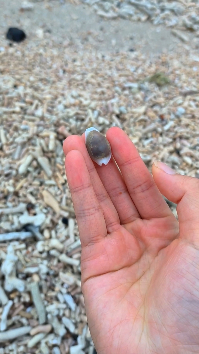 赶海捡到初雪宝螺