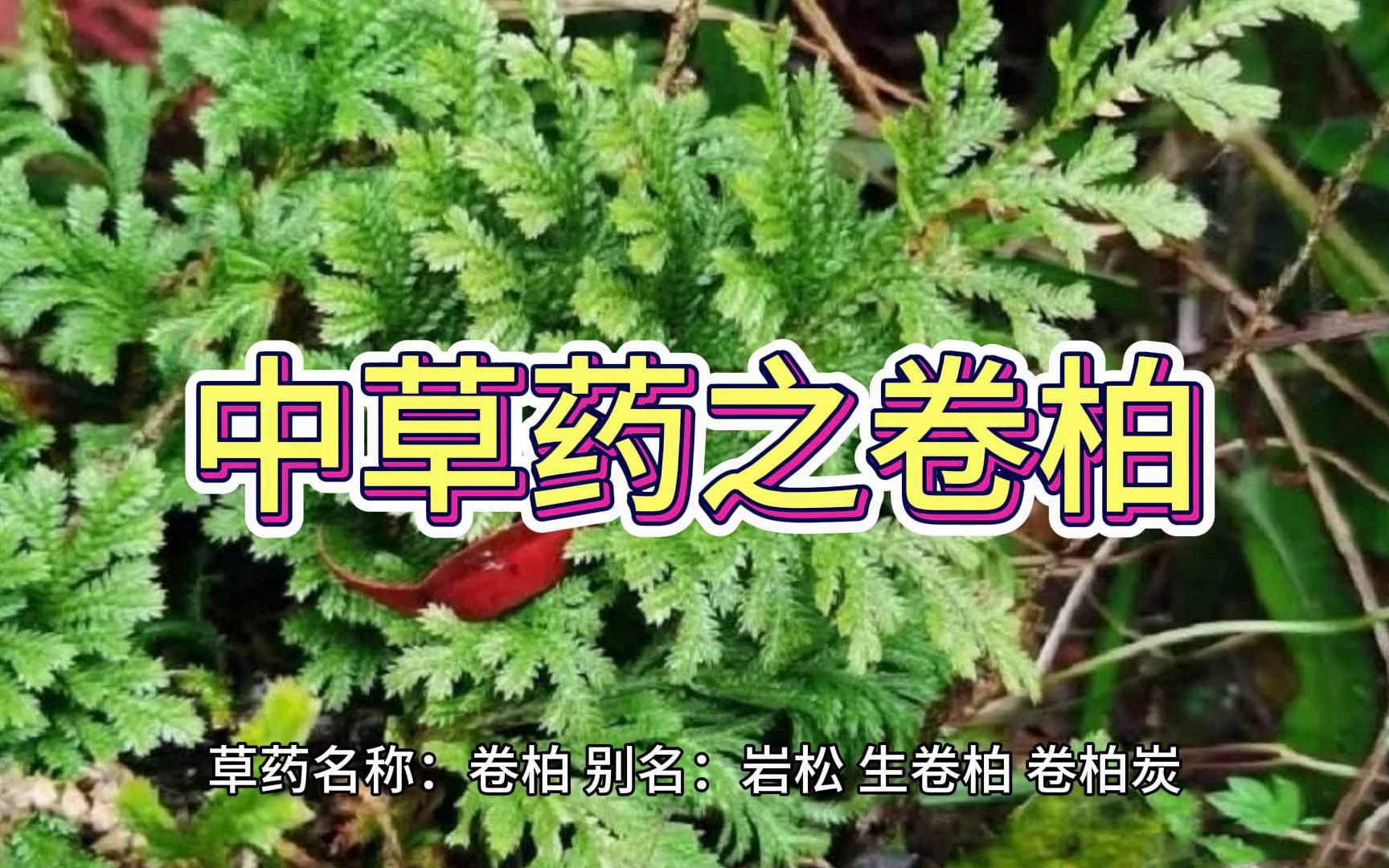 中草药之卷柏哔哩哔哩bilibili