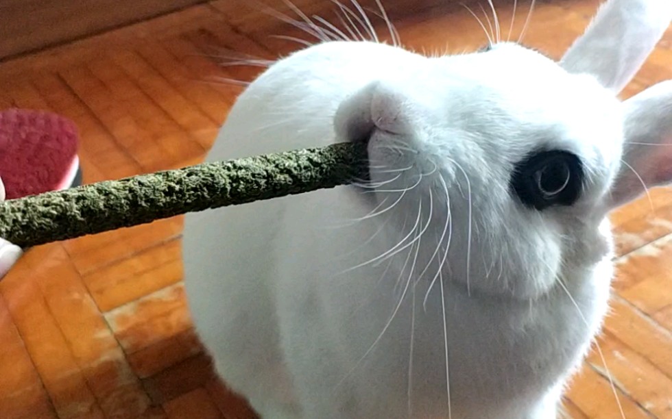 吃磨牙棒的兔子