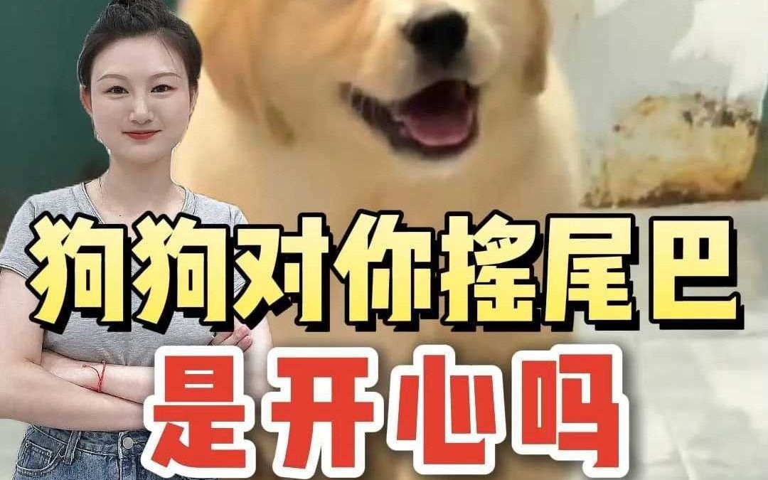 狗狗对你摇尾巴 是开心吗哔哩哔哩bilibili