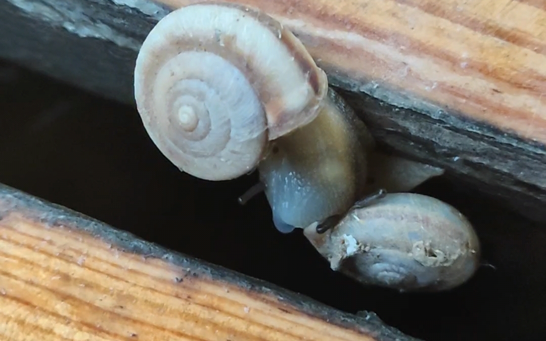 蜗牛里面的寄生虫图片