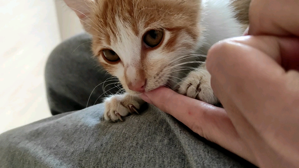 人吸猫见得多了,见过猫吸人吗?