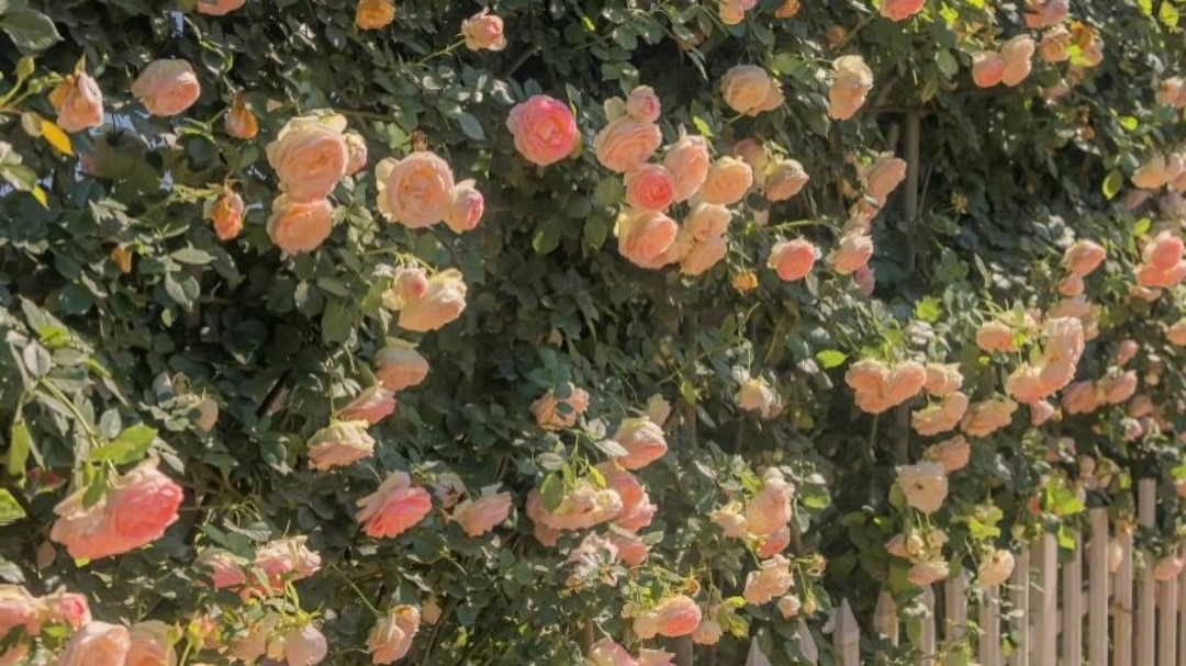 [图]治愈系纯音乐：（花之舞）Flower Dance