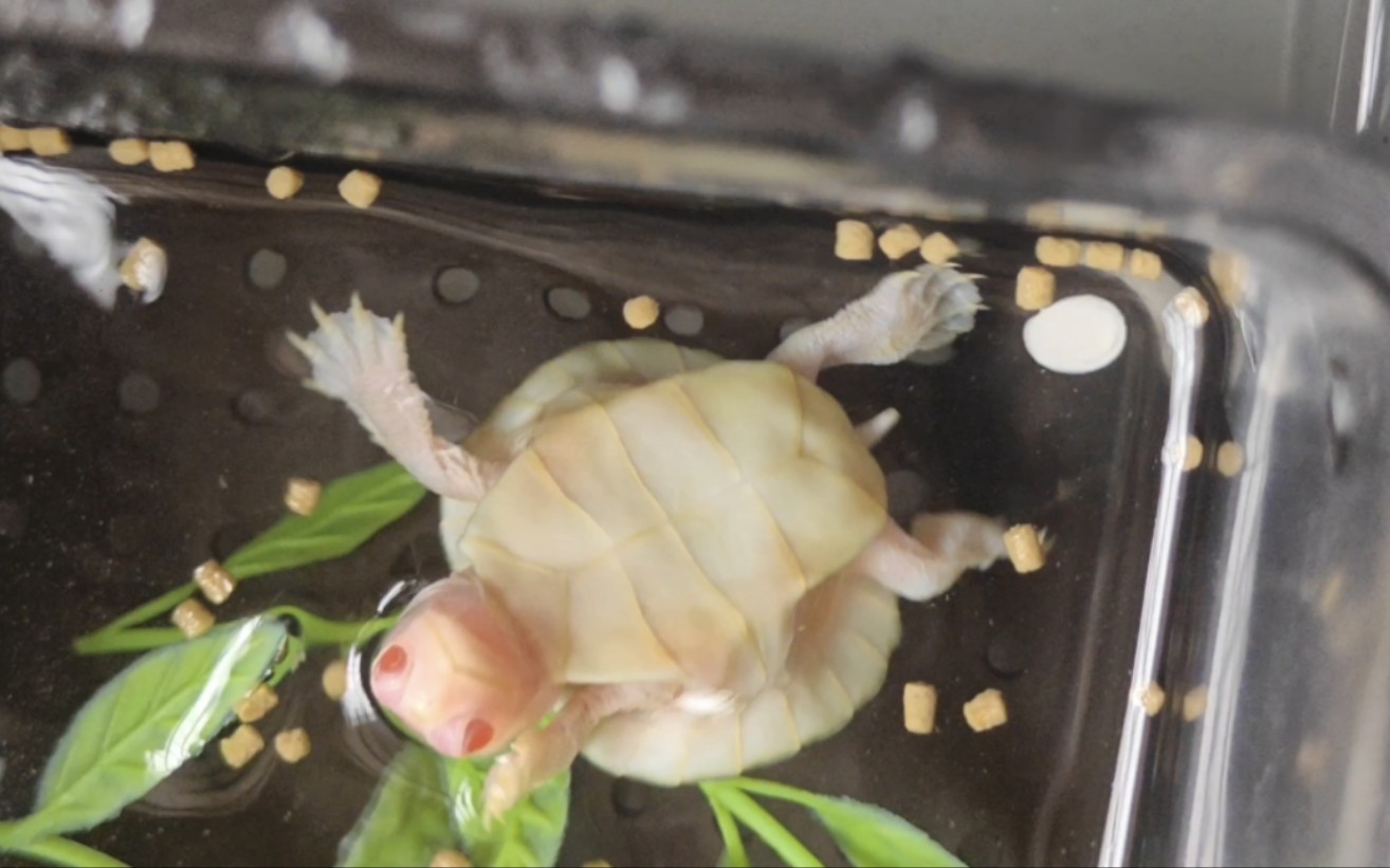 吃东西吃到翻肚的龟龟粉雪变异巴西龟