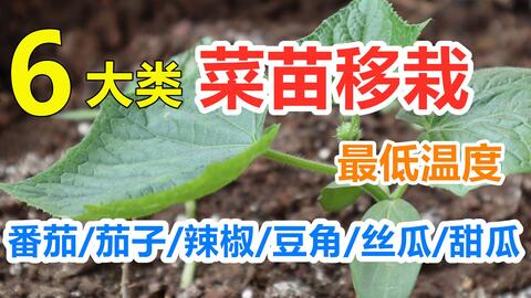 什么时候把菜苗移植到外面 移栽最低温度 番茄 茄子 辣椒 豆角 丝瓜 苦瓜 甜瓜 黄瓜 西瓜 哔哩哔哩