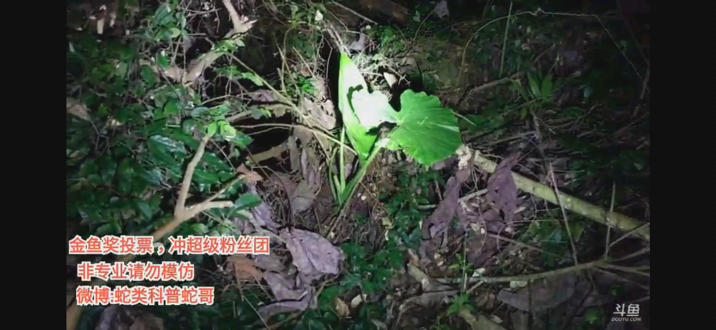 斗鱼蛇哥在海南找到闪鳞蛇误解读为海南闪鳞蛇据中科院专家证实闪鳞蛇