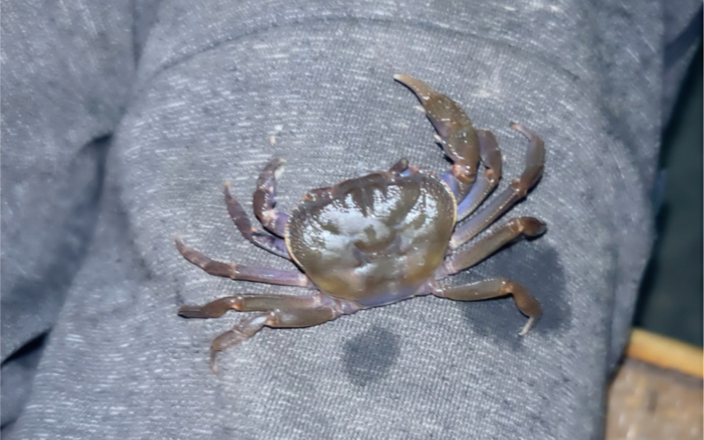 云南山蟹(印支?