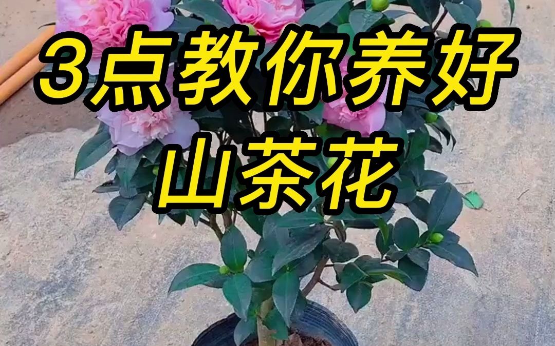 [图]山茶花养殖有哪些注意事项？