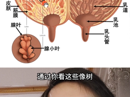 动物乳腺的构造分析哔哩哔哩bilibili